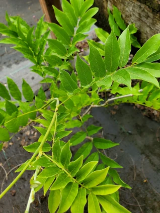 Wisteria floribunda longis 'Kyushaku/Macrobot' (PURPLE PATCHES WISTERIA)