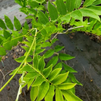 Wisteria floribunda longis 'Kyushaku/Macrobot' (PURPLE PATCHES WISTERIA)