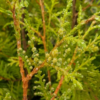 Thuja occidentalis 'American Pillar' (ARBORVITAE)