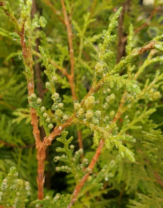Thuja occidentalis 'American Pillar' (ARBORVITAE)