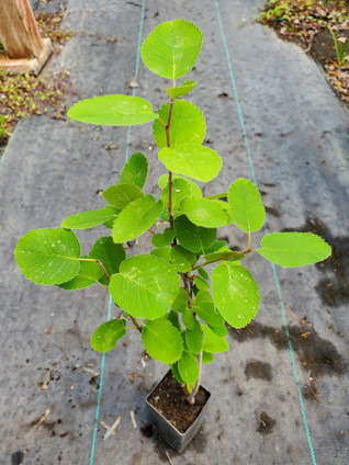 WESTERN SERVICEBERRY Amelanchier ainfolia
