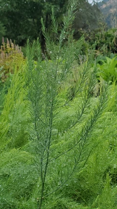 Garden Asparagus (Asparagus officinalis)