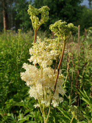 Meadowsweet (Spirea ulmaria)