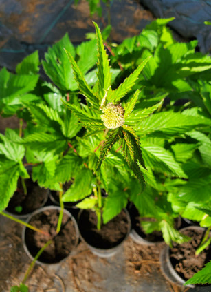 Meadowsweet (Spirea ulmaria)