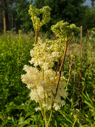 Meadowsweet (Spirea ulmaria)