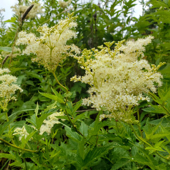 Meadowsweet (Spirea ulmaria)
