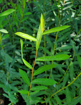 Purple Willow (Salix purpurea)