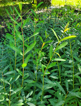 Purple Willow (Salix purpurea)