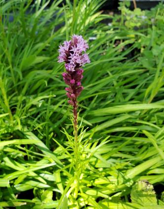 Blazing Star (Liatris spicata)