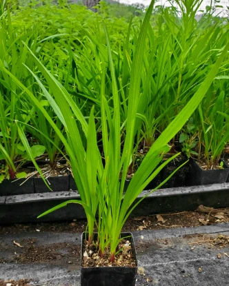 Liatris spicata (BLAZING STAR)