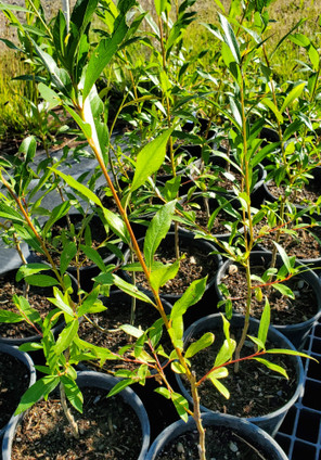Golden Willow (Salix alba vitellina)