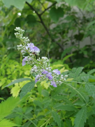 Nirgundi (Vitex negundo)