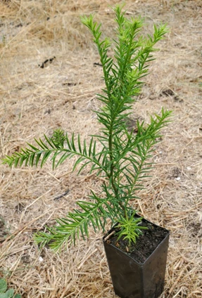 Sequoia sempervirens (CALIFORNIA REDWOOD)