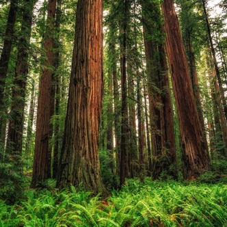 Sequoia sempervirens (CALIFORNIA REDWOOD)