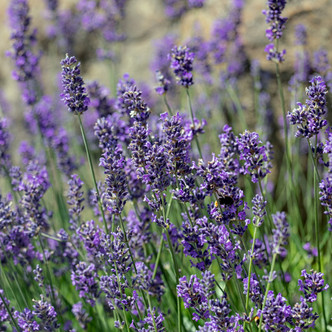 Lavandula angustifolia (MUNSTEAD LAVENDER)