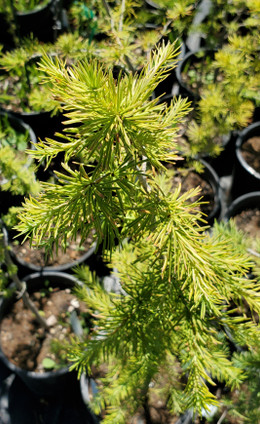 Dunkeld Larch (Larix-eurolepis-marschlinii)