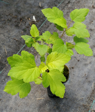 NINEBARK (Physocarpus opulifolius) "Festivus Gold"