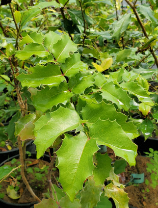 MALE AMERICAN HOLLY (Ilex opaca) "Arthur Pride"