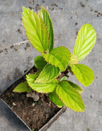 VIBURNUM (Viburnum plicatum tomentosum) "Steady Eddy"