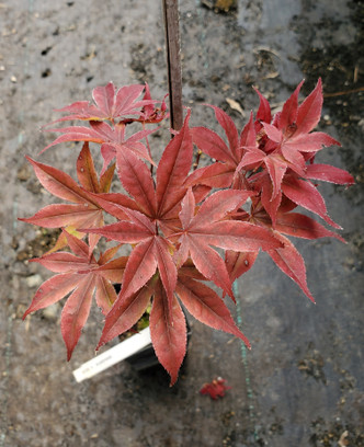 JAPANESE MAPLE (Acer palmatum) "Bloodgood"