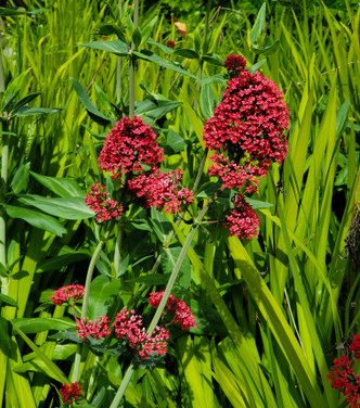 RED VALERIAN (Centranthus ruber)