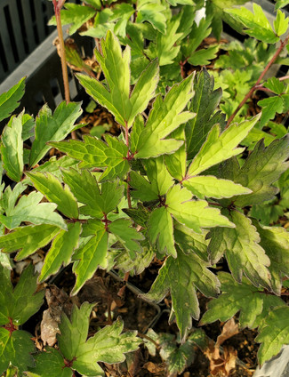 BUGBANE (Actaea simplex)  'Black Negligee'