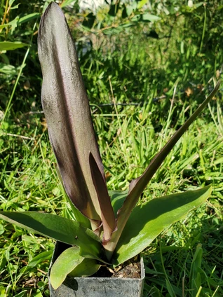 Eucomis 'Oakhurst' (BURGUNDY-LEAVED PINEAPPLE LILY)