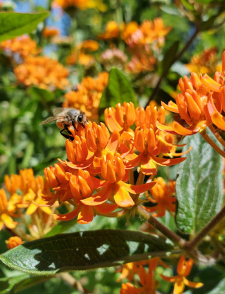 BUTTERFLY MILKWEEDWEED (Asclepias Tuberosa)