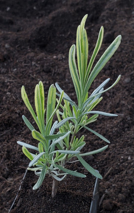 BLONDE VARIEGATED LAVENDER (Lavandula angustifolia)  'Momparler'