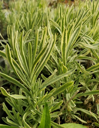 Lavandula angustifolia 'Momparler' (BLONDE VARIEGATED LAVENDER)