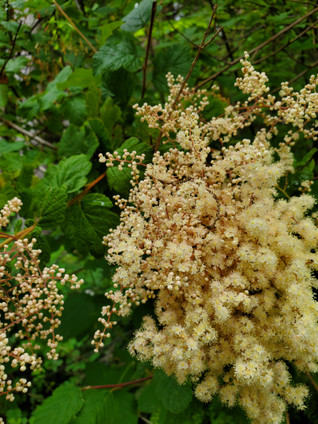 CREAMBUSH/OCEAN SPRAY (Holodiscus discolor)