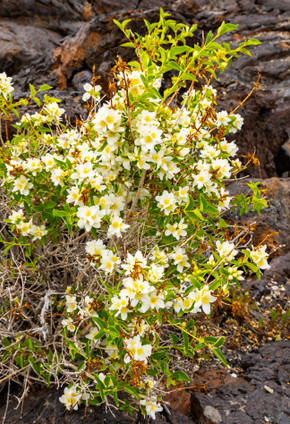 Philadelphus Lewisii (WESTERN MOCK ORANGE)