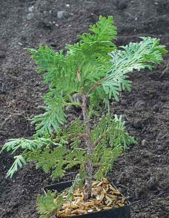 GOLD WESTERN RED CEDAR (Thuja Plicata)  'Canadian Gold'