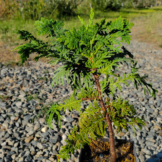 Thuja Plicata 'Canadian Gold' (GOLD WESTERN RED CEDAR)