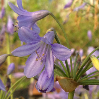 Agapanthus praecox 'Headbourne' (AMERICAN SYCAMORE)