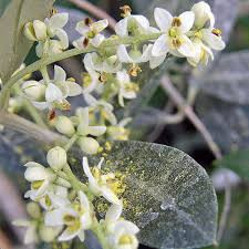 Olea europaea 'Oblonga' (OLIVE)