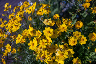 Coreopsis 'Full Moon' (COREOPSIS)