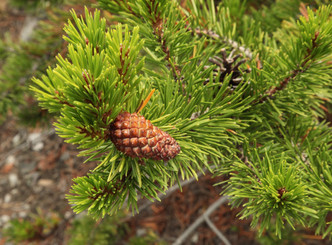 LODGEPOLE PINE (Pinus contorta latifolia)