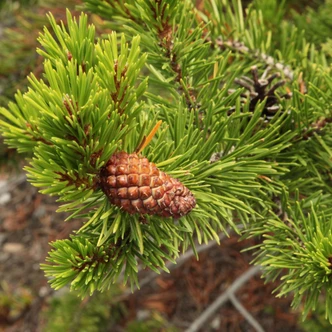 Pinus contorta latifolia (LODGEPOLE PINE)