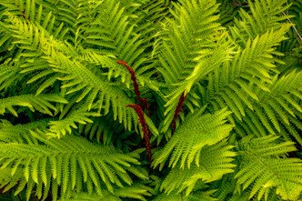 CINNAMON FERN (Osmunda cinnamomea)