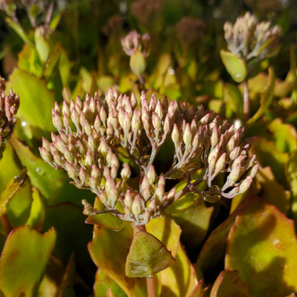 Sedum 'Birthday Party' (STONECROP)