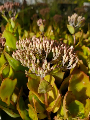 Sedum 'Birthday Party' (STONECROP)