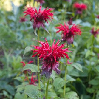 Monarda didyma 'Red Bee Balm'