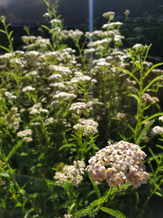 Achillea millefolium (WHITE FLOWERED YARROW)