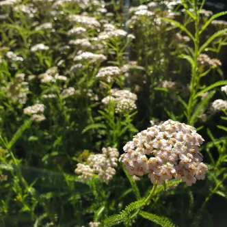 Achillea millefolium (WHITE FLOWERED YARROW)