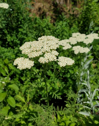 Achillea millefolium (WHITE FLOWERED YARROW)