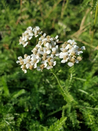 Achillea millefolium (WHITE FLOWERED YARROW)