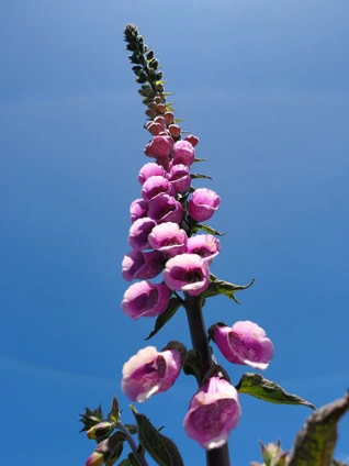 Digitalis purpurea (COMMON/PURPLE FOXGLOVE)