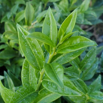 Sarcococca hookeriana var. humulis (SWEETBOX)