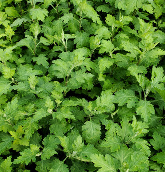Chrysanthemum morifolium (AUTUMN CHRYSANTHEMUM)